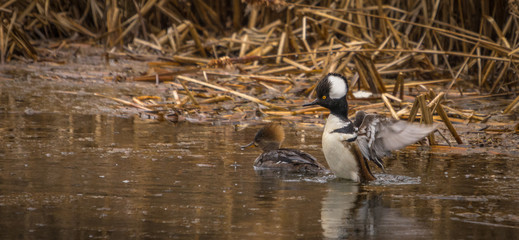 Hooded merganser at the pond under the rain.