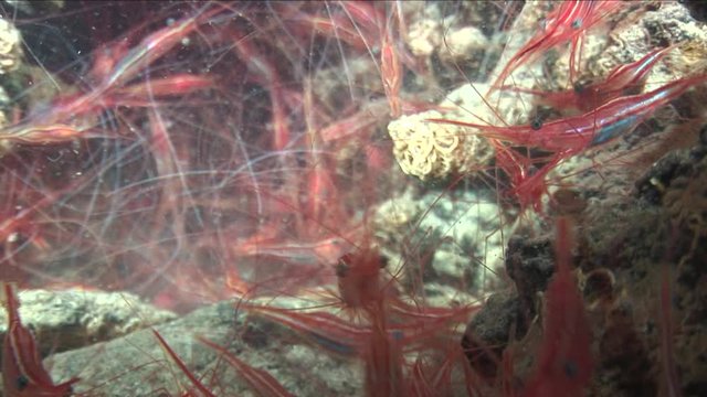 shrimps in cave underwater mediterranean sea scenery ocean scenery