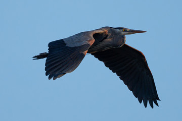 Great blue heron flying in the wild in North California at sunset