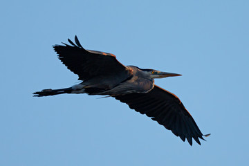 Great blue heron flying in the wild in North California at sunset
