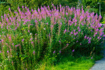 
Weidenröschen mit lila pink farbenen Blüten, wachsen am Waldrand