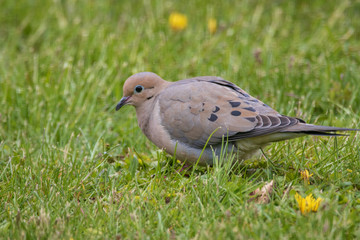 Morning Dove in the grass, love dove