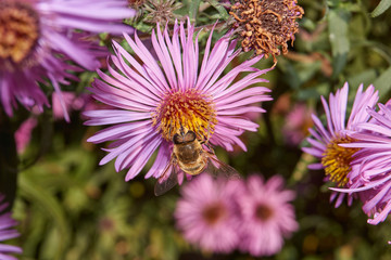 Fall. A fly collects the last nectar and pollen from perennial aster flowers.