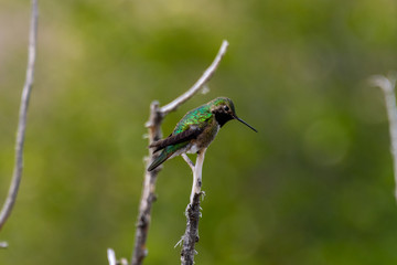 Hummingbird Perched on a Branch in Cherry Creek State Park