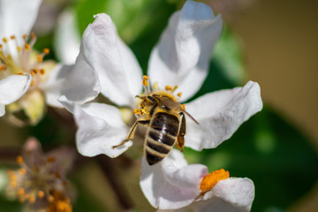 Bee on a pink and white apple blossom