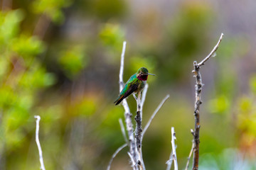 Hummingbird Perched on a Branch in Cherry Creek State Park