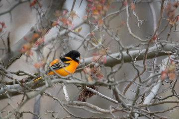 Baltimore Oriole trying to hide in the tree tops