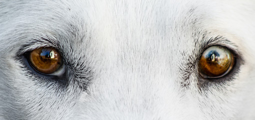 ojos blanco