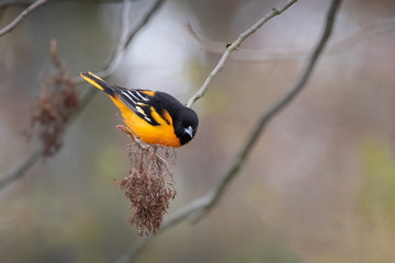 Male oriole on the end of a branch