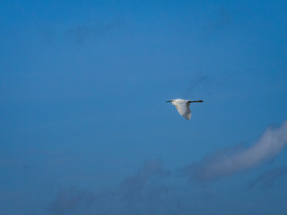 Snowy egret flying in the skies
