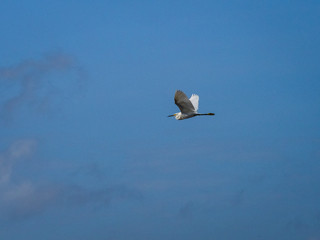Snowy egret flying in the skies