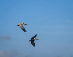 Brown Pelican bird in flight