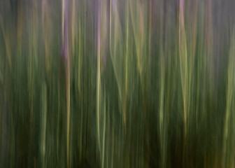 fondo lavanda © rmgf25