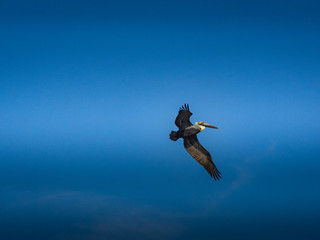 Brown Pelican bird in flight