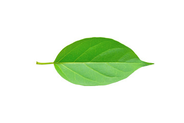 Gymnema sylvestre leaf isolated on white background with clipping path.(Perrpioca of the woods)