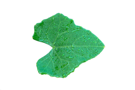 Lvy Gourd or Coccinia leaf with water drops isolated on white background with clipping path.(Cocconia grandis (L.) Voigt)