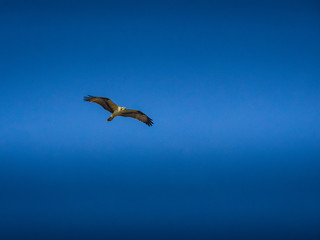 Osprey bird in flight