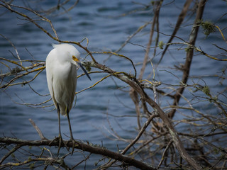 Snowy egret fishing