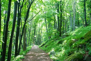 Obraz premium Tall trees forming a canopy in Sofia, Bulgaria
