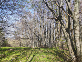 Fototapeta premium Spring Landscape of Vitosha Mountain, Bulgaria