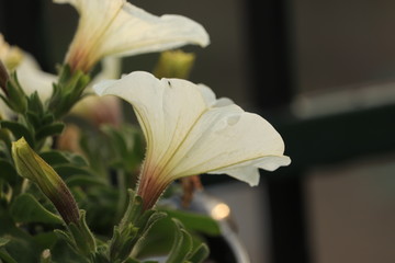 białe  kwiaty  rosną  przy  ogrodzeniu © Mirosaw