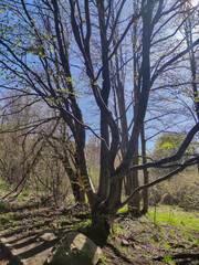 Spring Landscape of Vitosha Mountain, Bulgaria