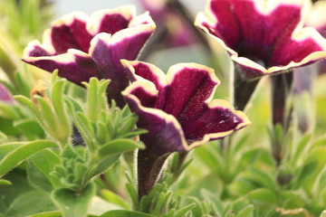 trzy  fioletowe  kwiaty  na  trawniku © Mirosaw