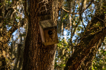 An old birdhouse in the park reminds me of simpler times.