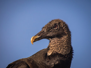 Black vulture bird 