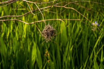 A small ball of Spanish Moss hanging on to an even smaller tree branch.