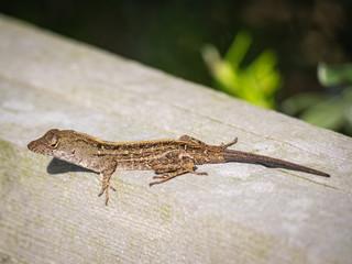 cute little lizard