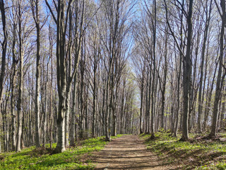Spring Landscape of Vitosha Mountain, Bulgaria