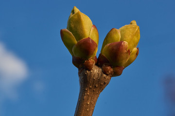 The lilac bush is blooming. Spring 2020.