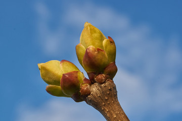 The lilac bush is blooming. Spring 2020.