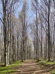 Spring Landscape of Vitosha Mountain, Bulgaria