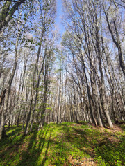 Spring Landscape of Vitosha Mountain, Bulgaria