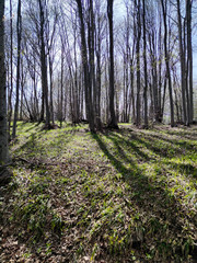 Spring Landscape of Vitosha Mountain, Bulgaria
