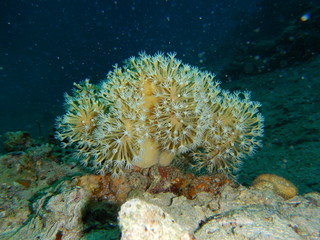 Fototapeta na wymiar Soft Corals