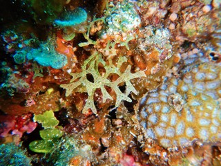 Marine Macroalgae, seaweeds, in the red sea 