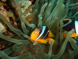 Clownfish,  anemonefish, red sea fishes

