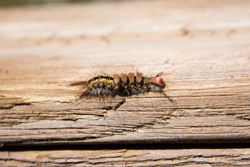 Yello and black fuzzy caterpillar walking on wood