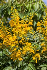 yellow flowers in the garden