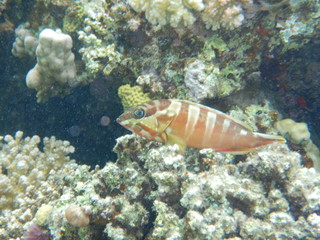 red sea fishes 