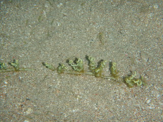Marine Macroalgae, seaweeds, in the red sea 