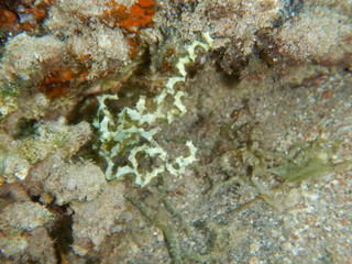 Obraz na płótnie Canvas Marine Macroalgae, seaweeds, in the red sea 