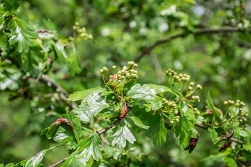 Blooming oak branch in spring
