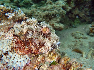 Fototapeta na wymiar stonefishes, Synanceiidae, 