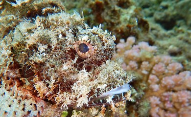 stonefishes, Synanceiidae, 