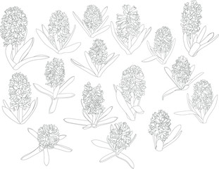 Hyacinth Flowers Lush Plants Vector Outline Drawing
