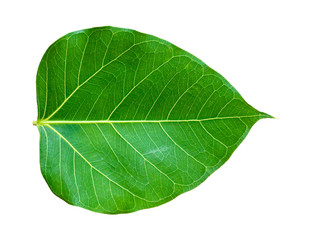 Fototapeta na wymiar Pho tree leaves On a white background